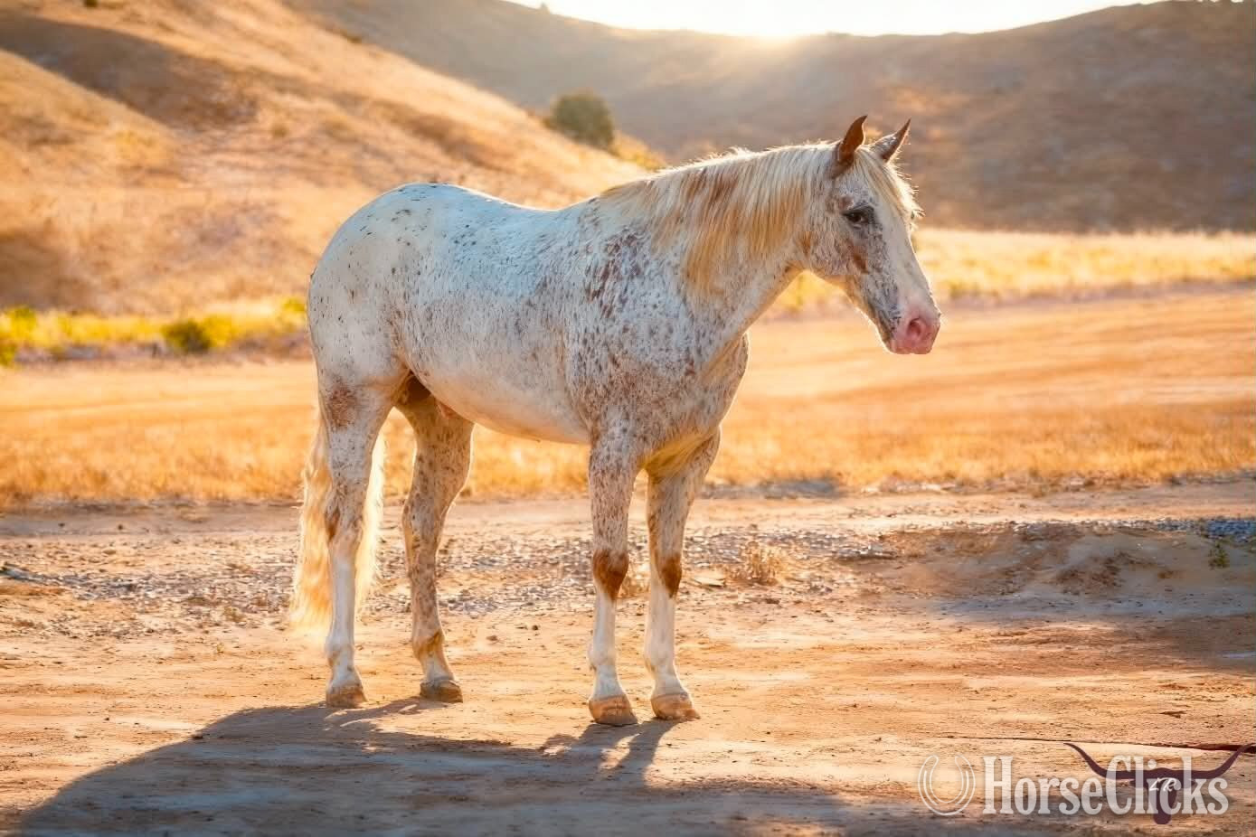 "10-4" Spotted Gelding Appaloosa California