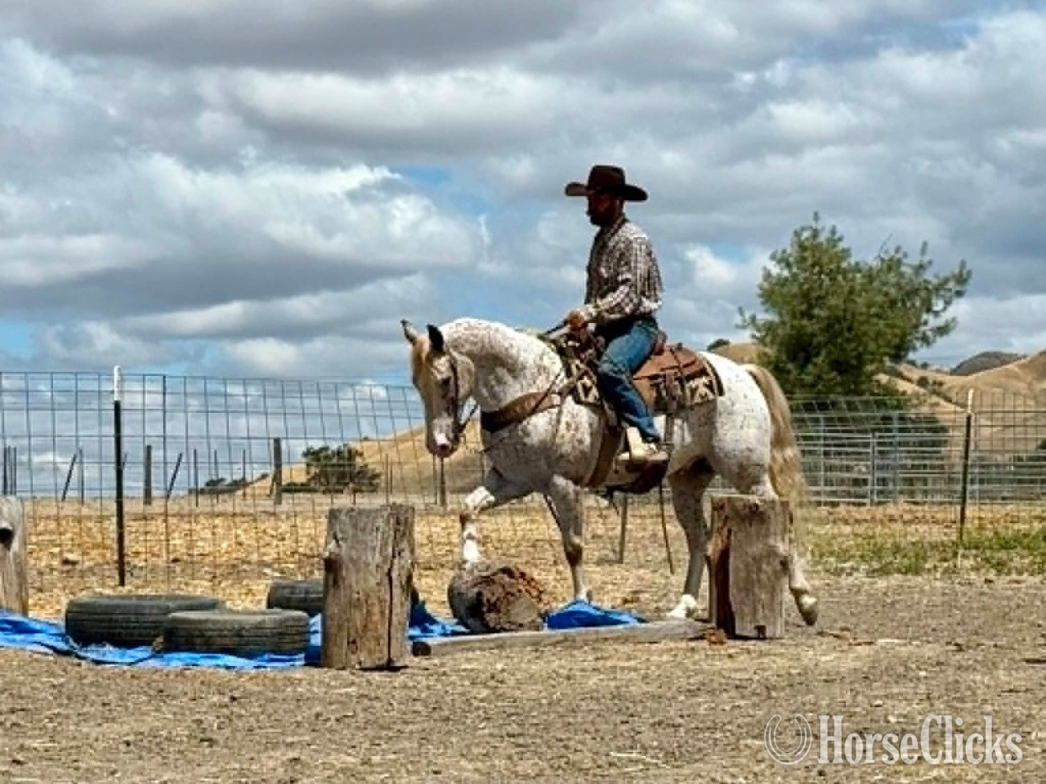 Appaloosa - "10-4" Spotted Gelding Appaloosa in California