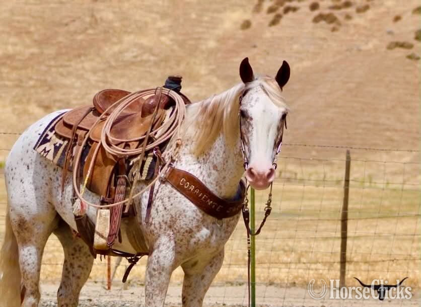 Appaloosa - "10-4" Spotted Gelding Appaloosa