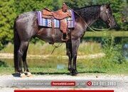"Blu" Blue Roan Gelding Quarter Horse