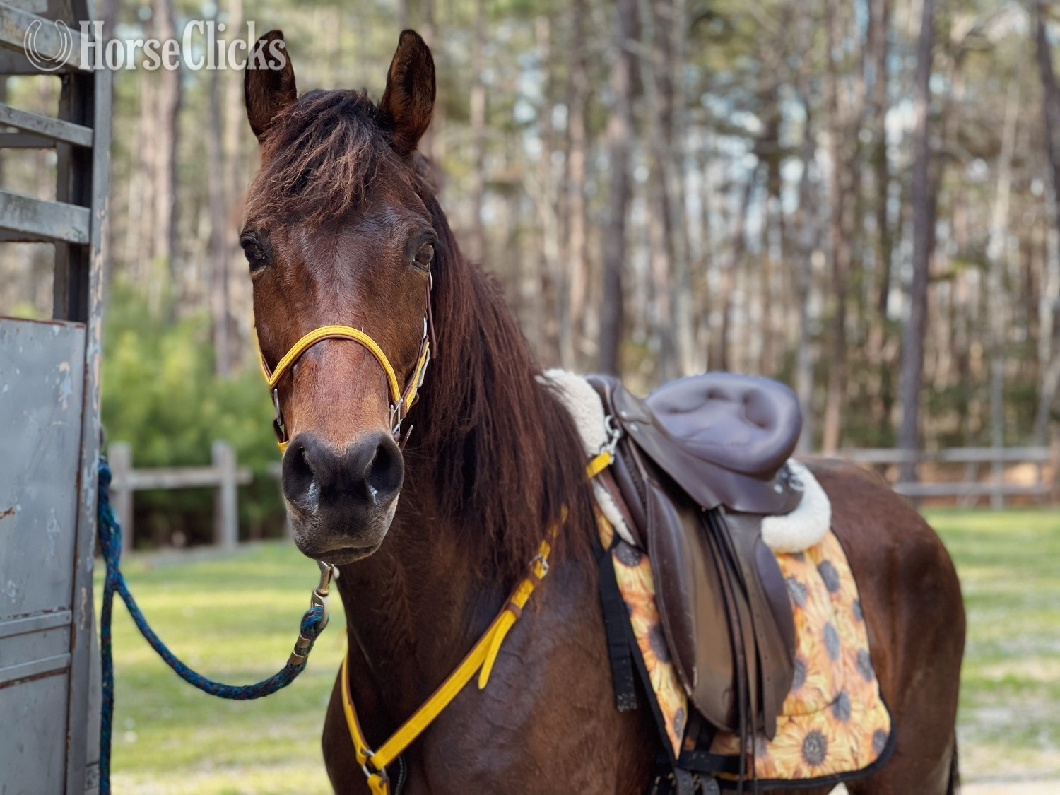 "R&S La Margarita" Bay Mare Paso Fino in North Carolina