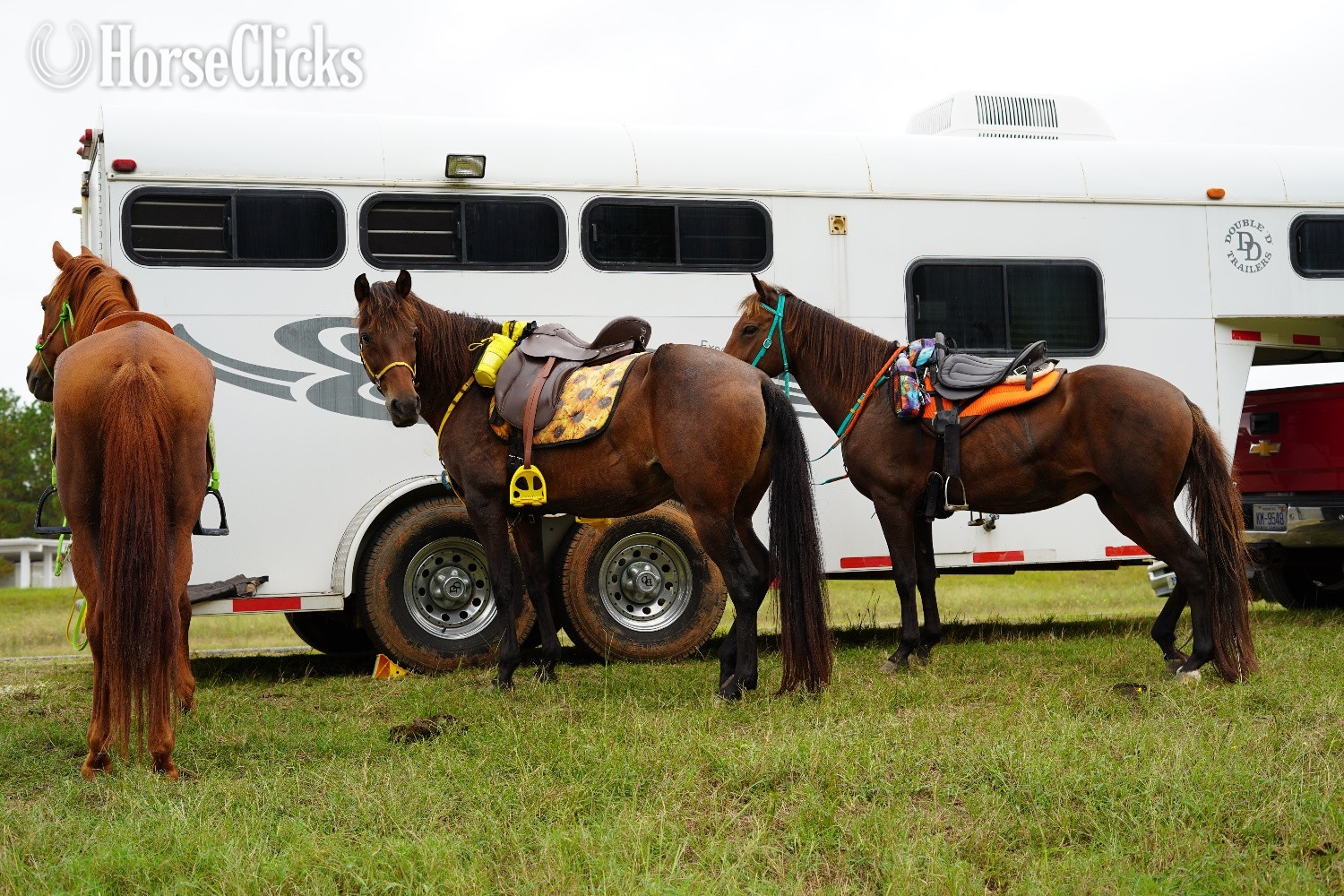 North Carolina "R&S La Margarita" Bay Mare Paso Fino