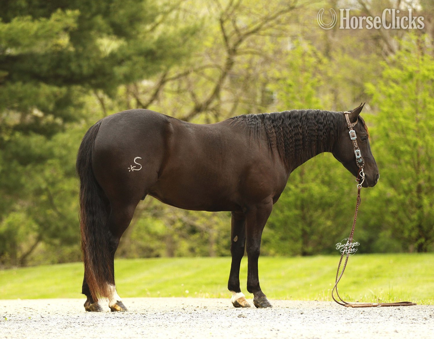 "Honor" Black Gelding Quarter Horse in Ohio