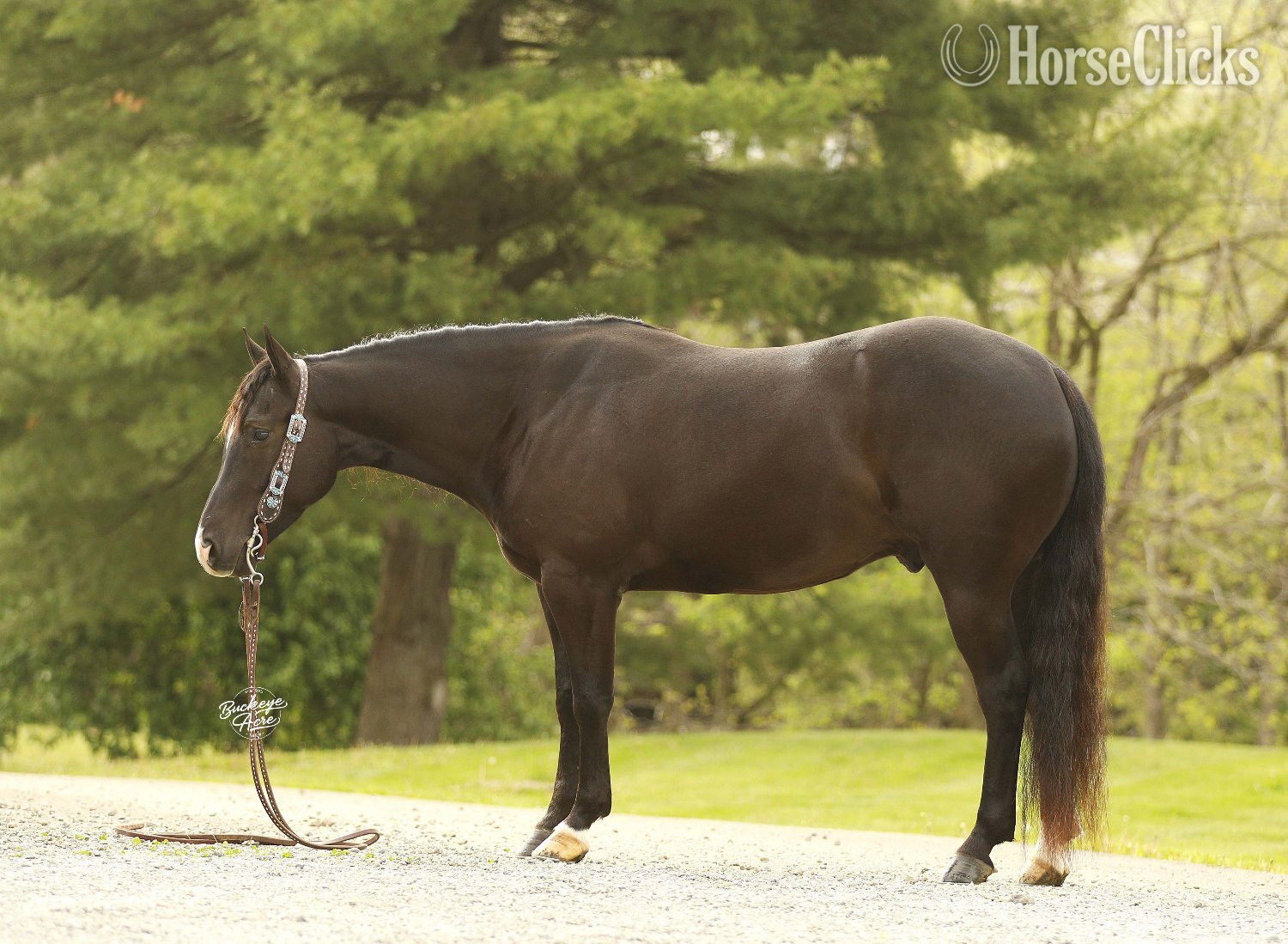 "Honor" Black Gelding Quarter Horse
