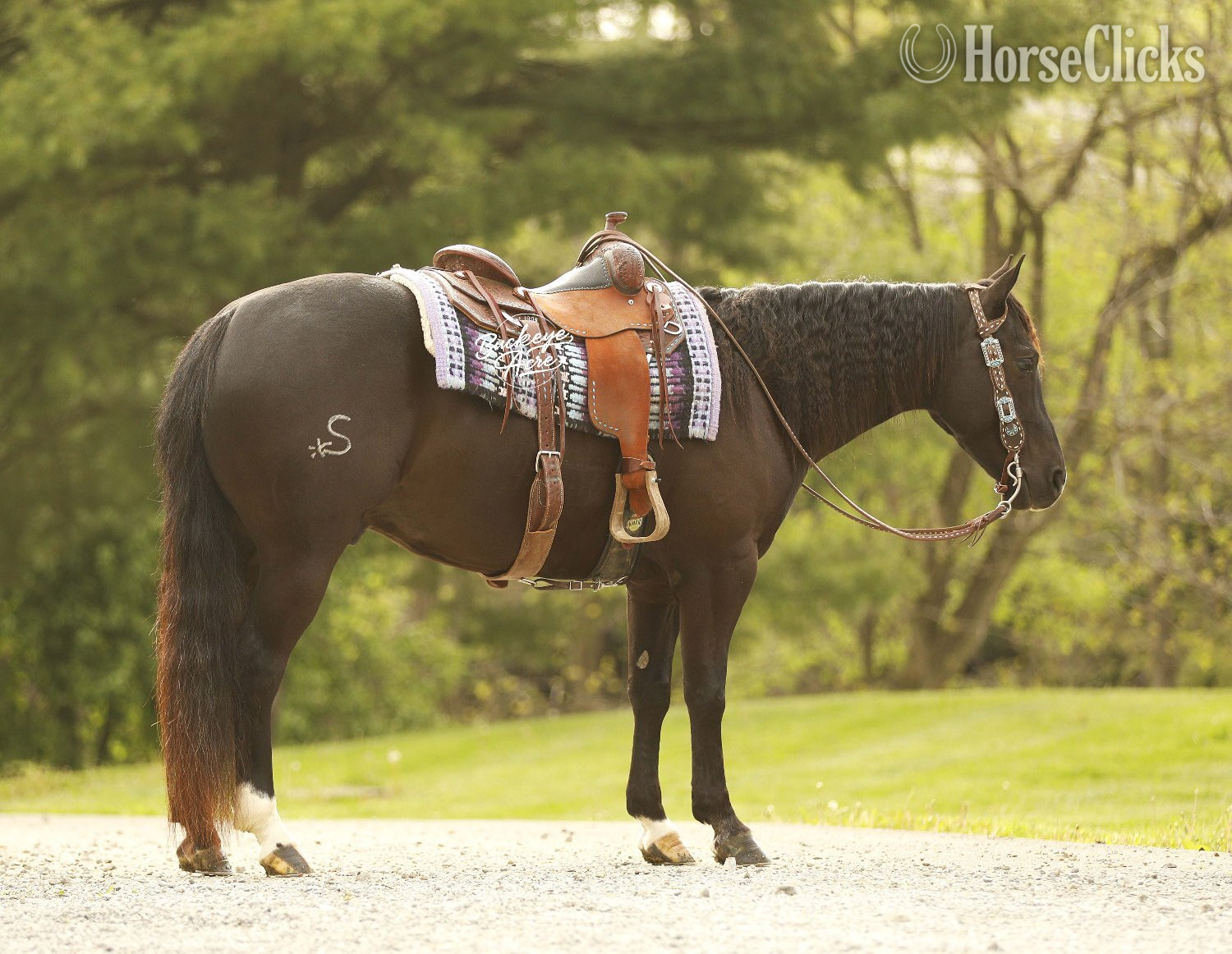 Ohio "Honor" Black Gelding Quarter Horse