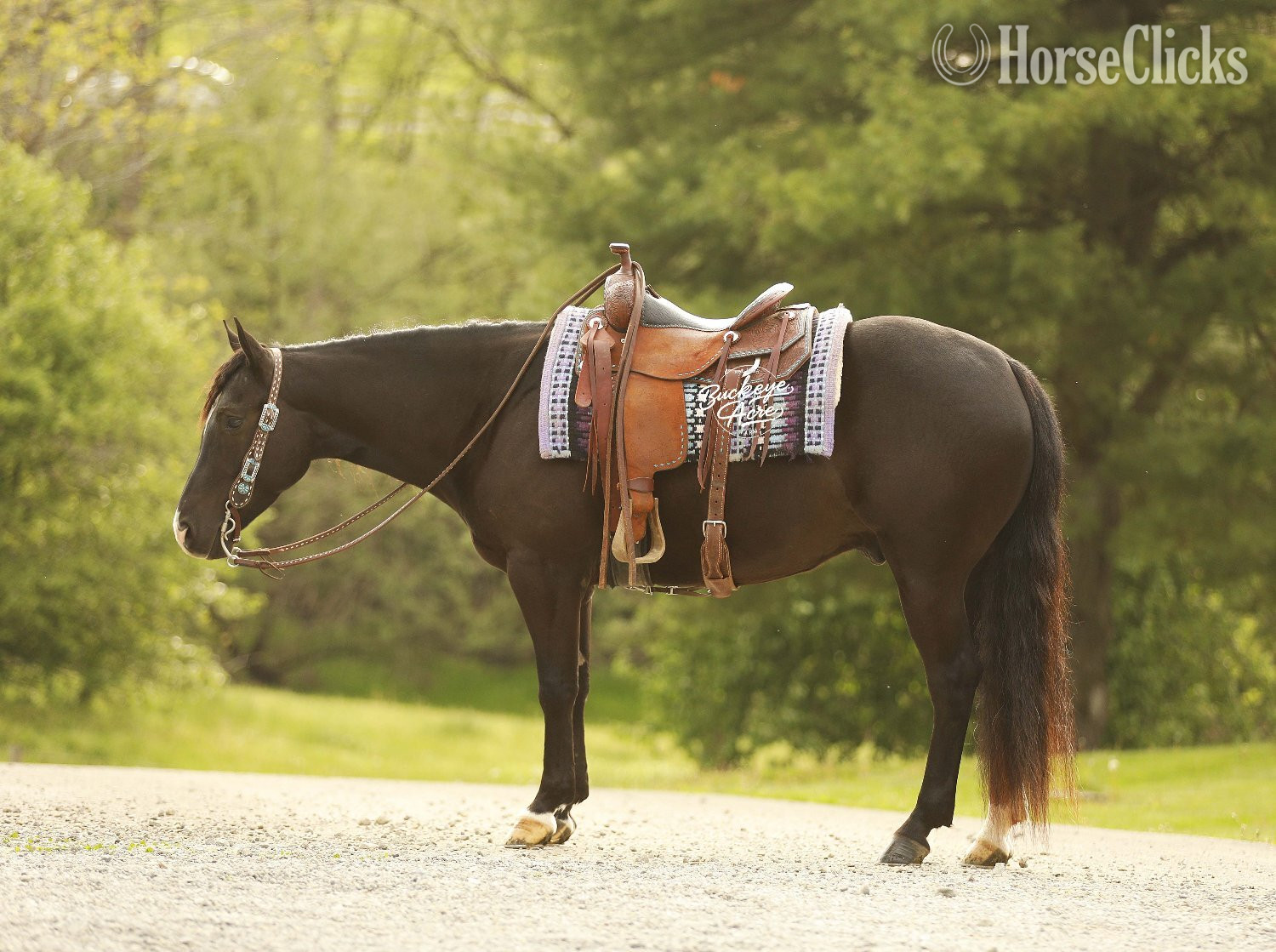 "Honor" Black Gelding Quarter Horse - Quarter Horse