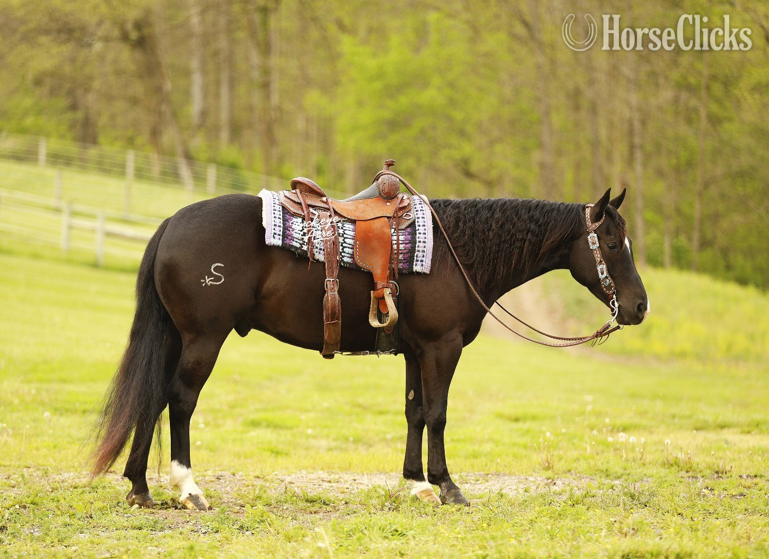"Honor" Black Gelding Quarter Horse Ohio