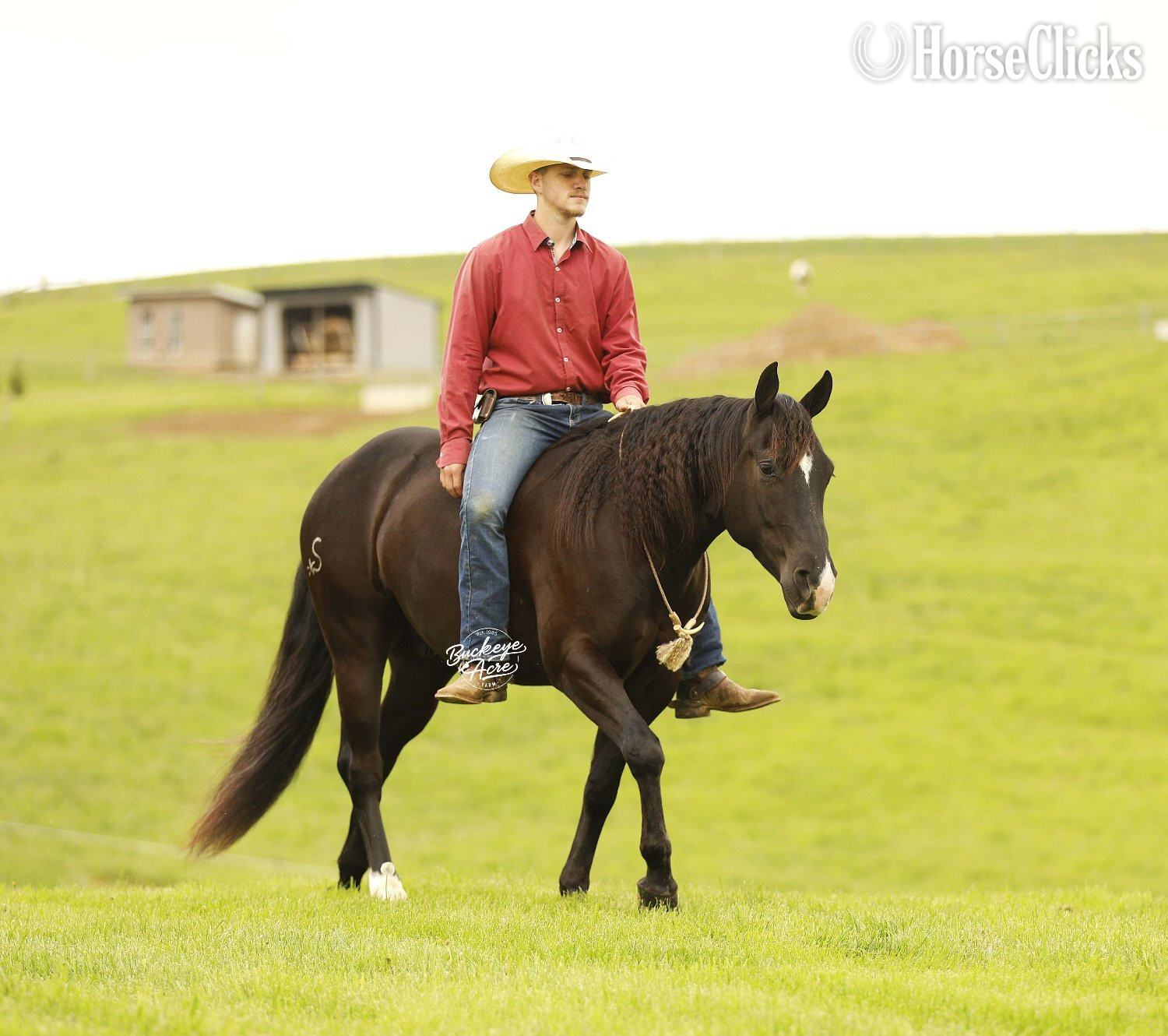Quarter Horse - "Honor" Black Gelding Quarter Horse in Ohio