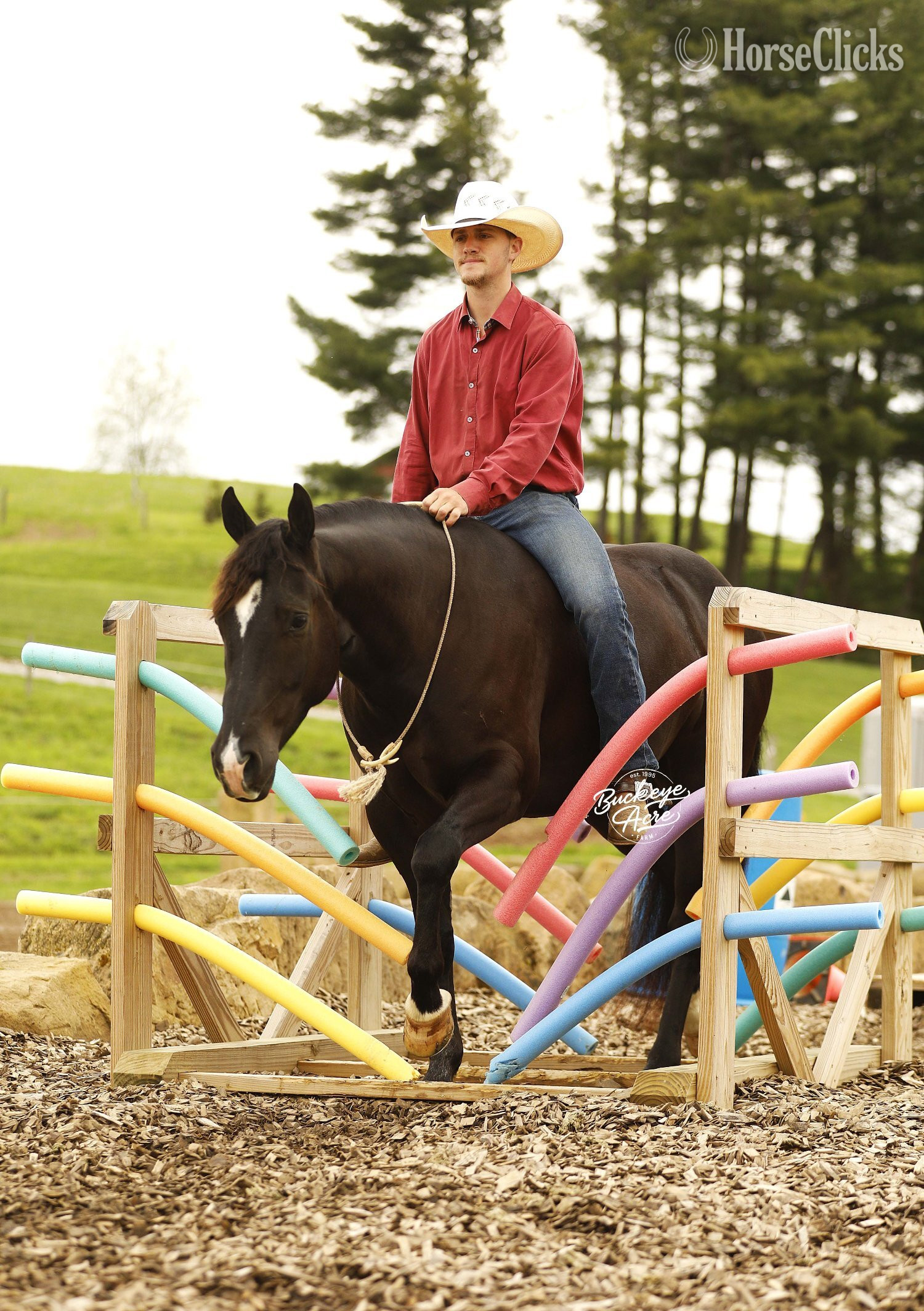 Quarter Horse - "Honor" Black Gelding Quarter Horse