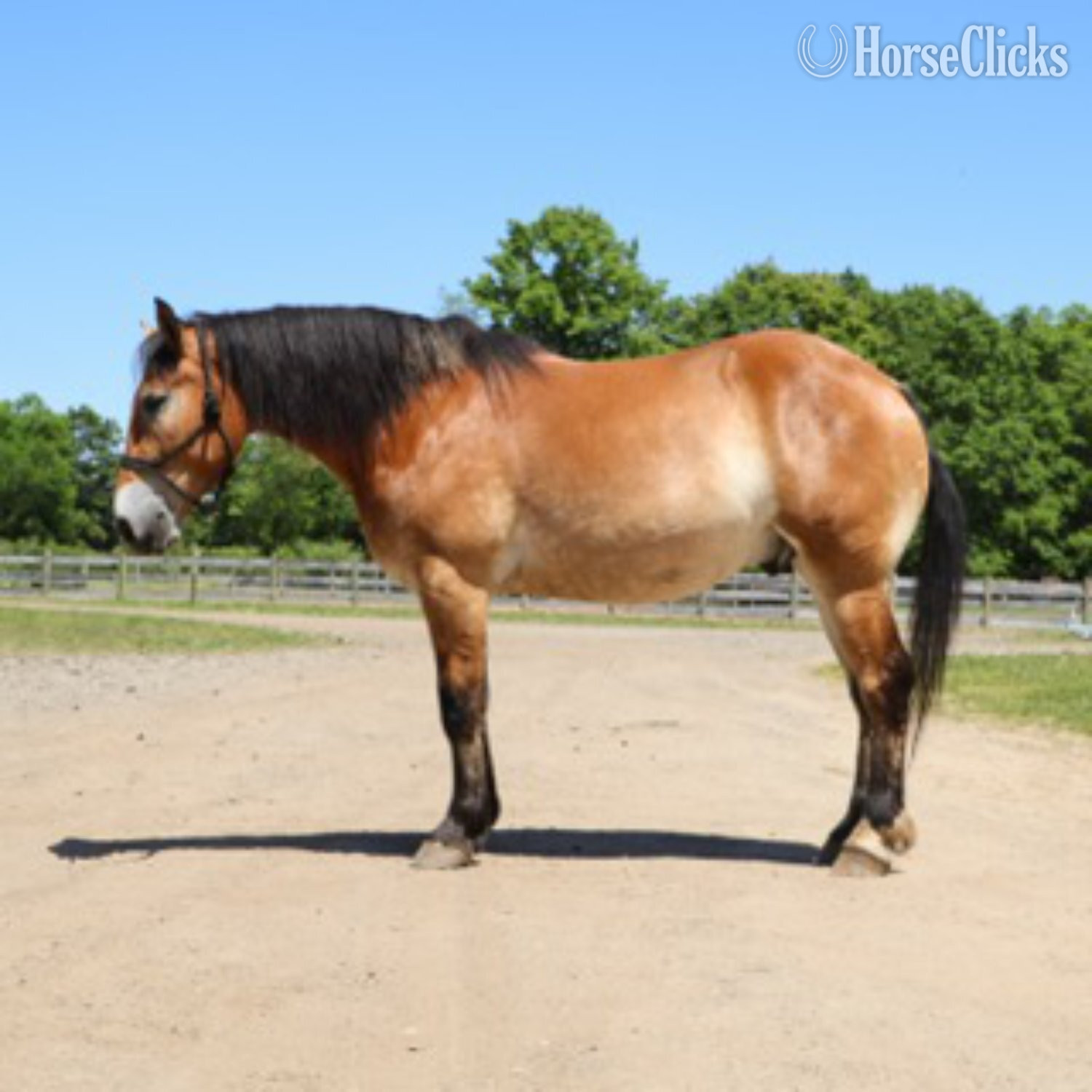 "MR. DEPENDABLE AKA "ROLEX"" Dun Gelding Percheron in Michigan