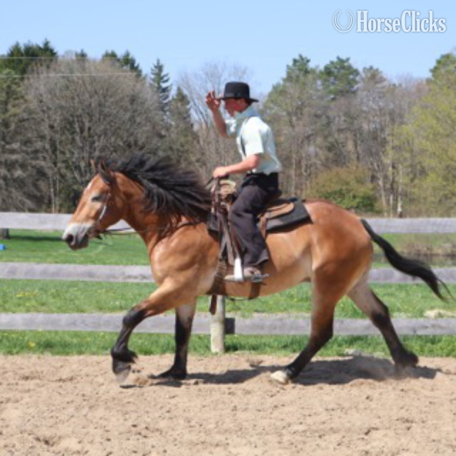 "MR. DEPENDABLE AKA "ROLEX"" Dun Gelding Percheron