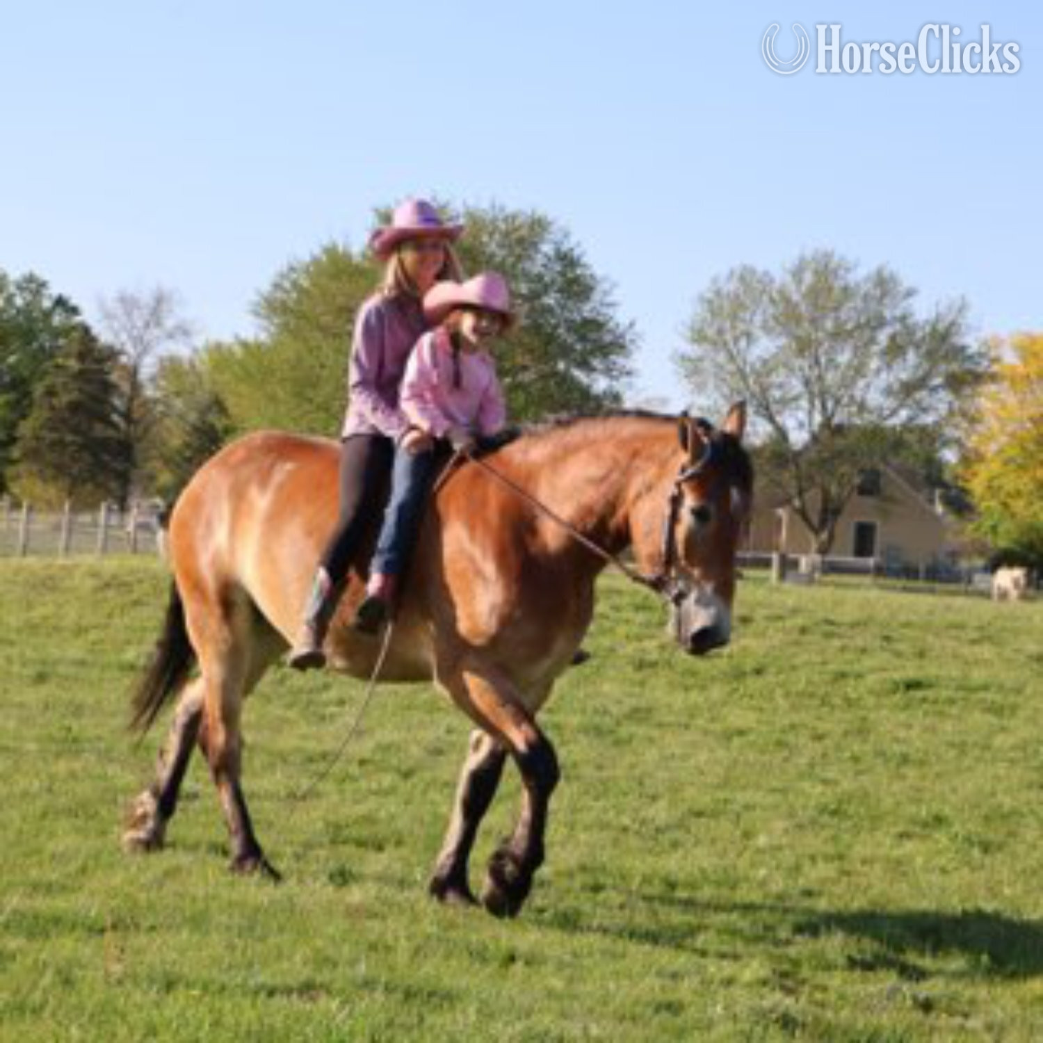 Michigan "MR. DEPENDABLE AKA "ROLEX"" Dun Gelding Percheron