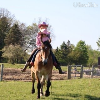 "MR. DEPENDABLE AKA "ROLEX"" Dun Gelding Percheron - Percheron