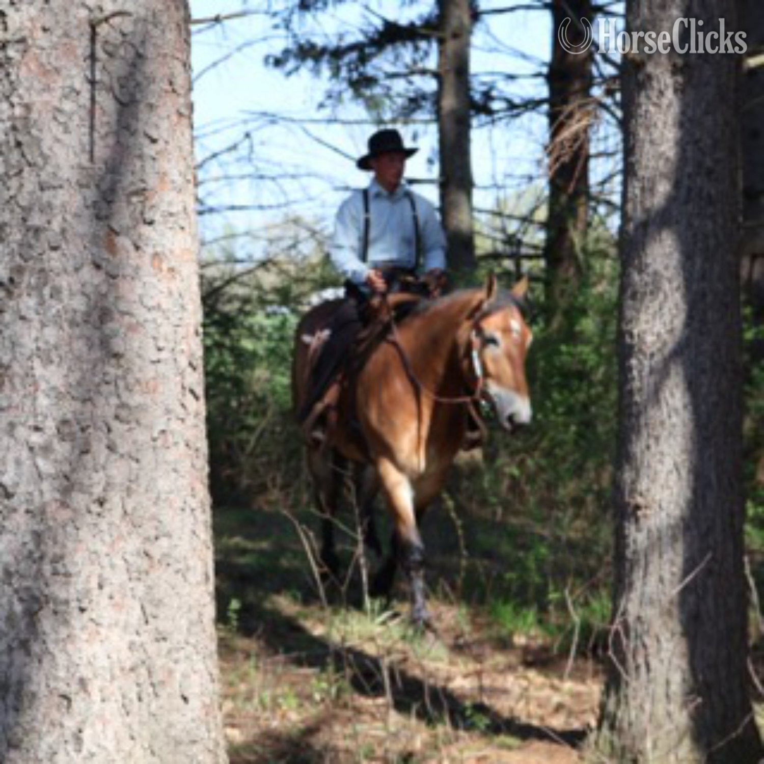 "MR. DEPENDABLE AKA "ROLEX"" Dun Gelding Percheron Michigan