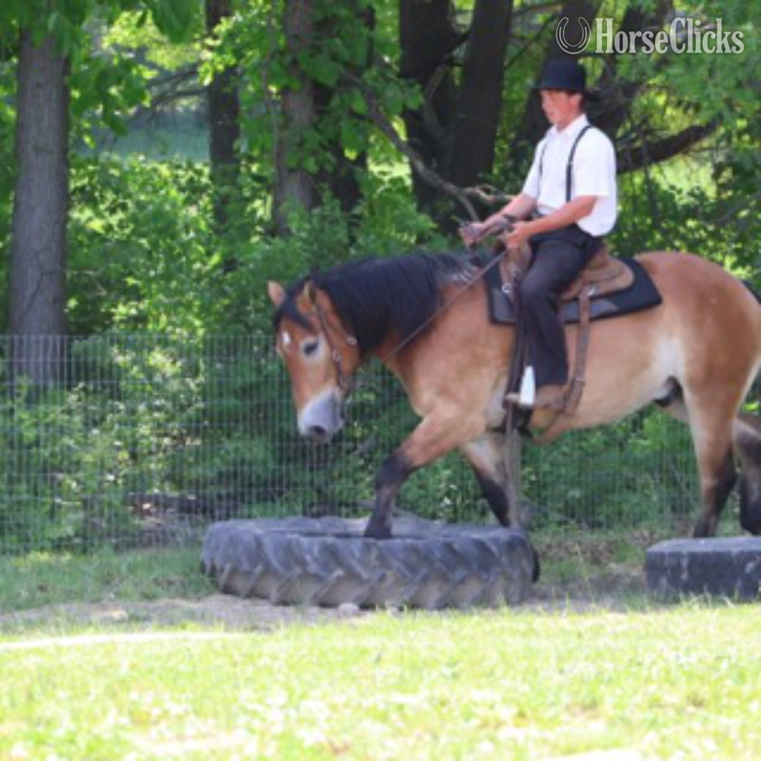Percheron - "MR. DEPENDABLE AKA "ROLEX"" Dun Gelding Percheron