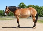 "MR. DEPENDABLE AKA "ROLEX"" Dun Gelding Percheron