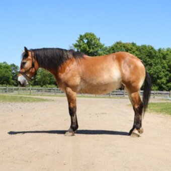 "MR. DEPENDABLE AKA "ROLEX"" Dun Gelding Percheron