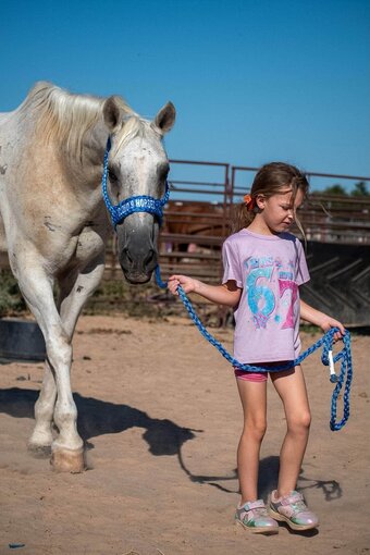 "Polar Bear" Grey Gelding Quarter Horse