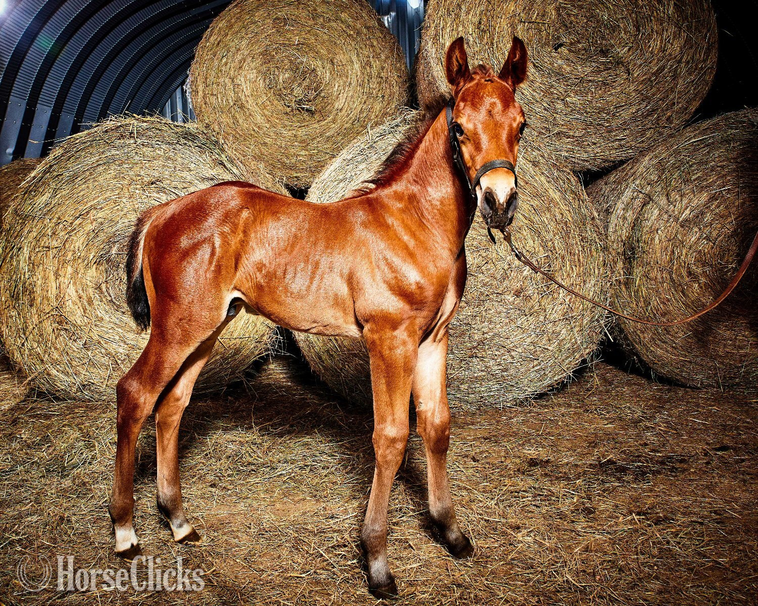 "Unstuck" Bay Colt Dutch Warmblood in Ontario
