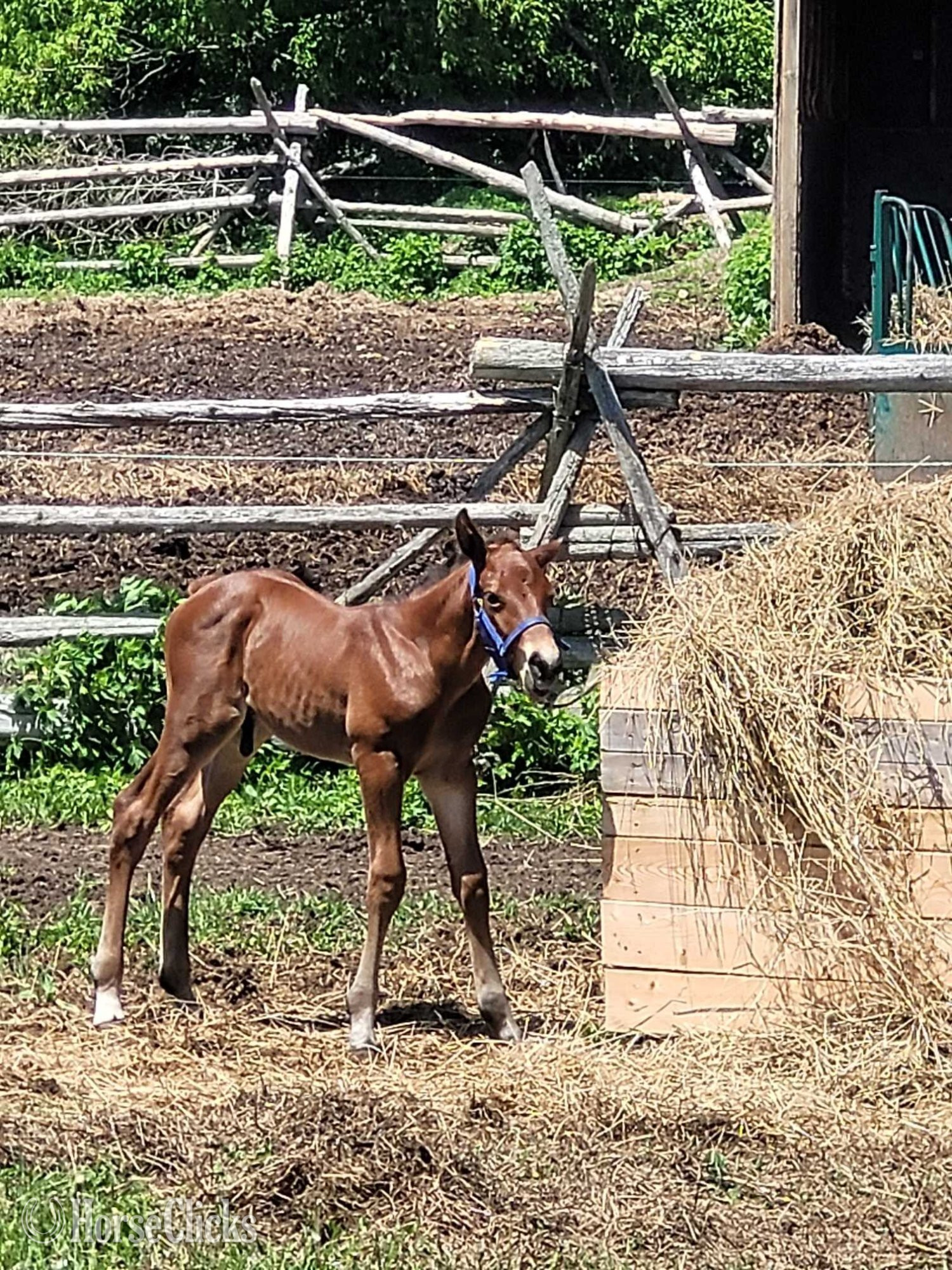 "Unstuck" Bay Colt Dutch Warmblood