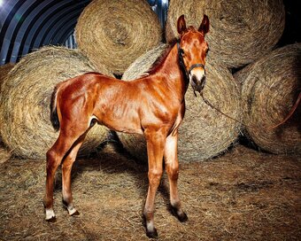 "Unstuck" Bay Colt Dutch Warmblood