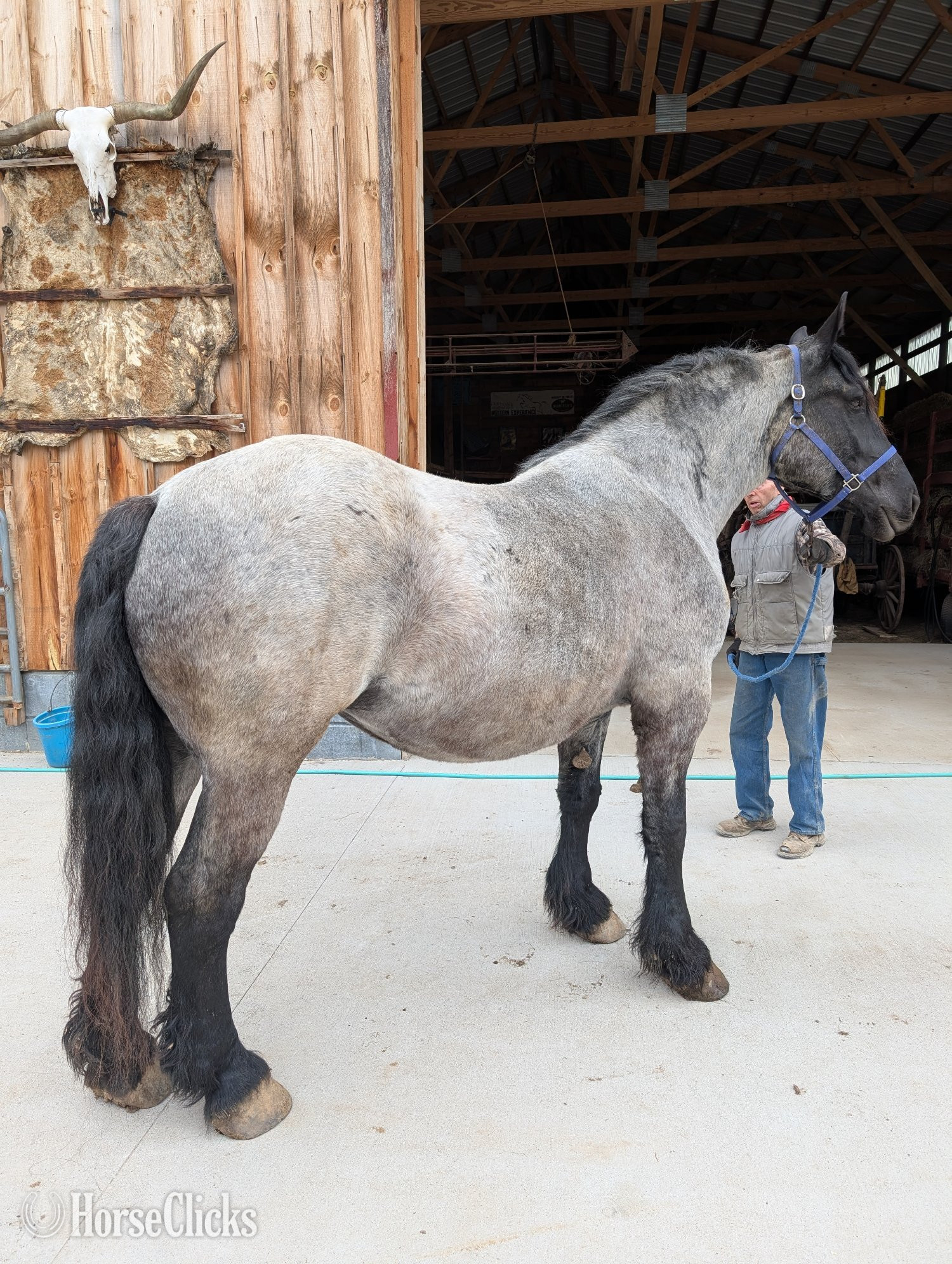 "Draft Mare" Blue Roan Mare Draft in Wisconsin