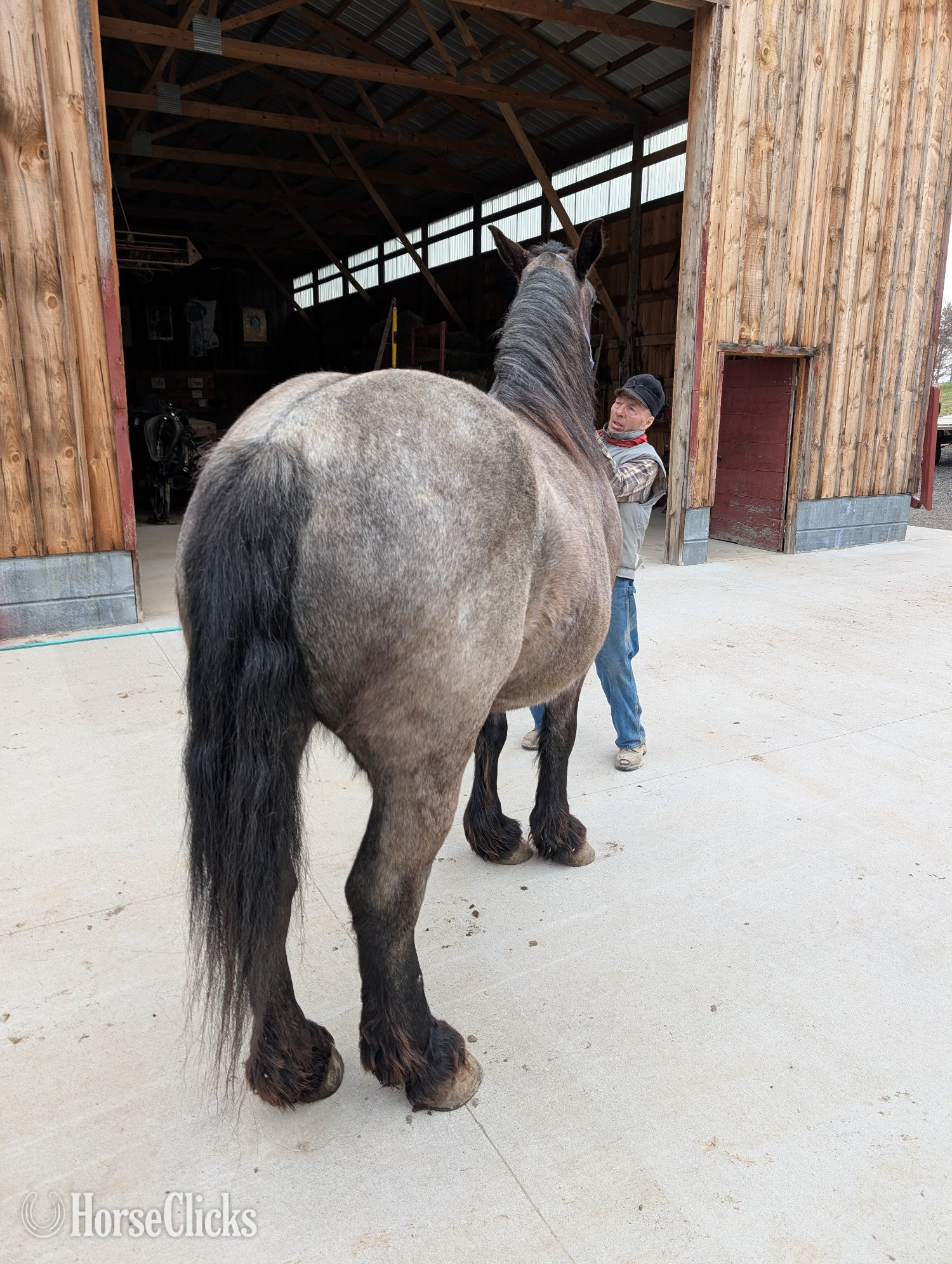 "Draft Mare" Blue Roan Mare Draft