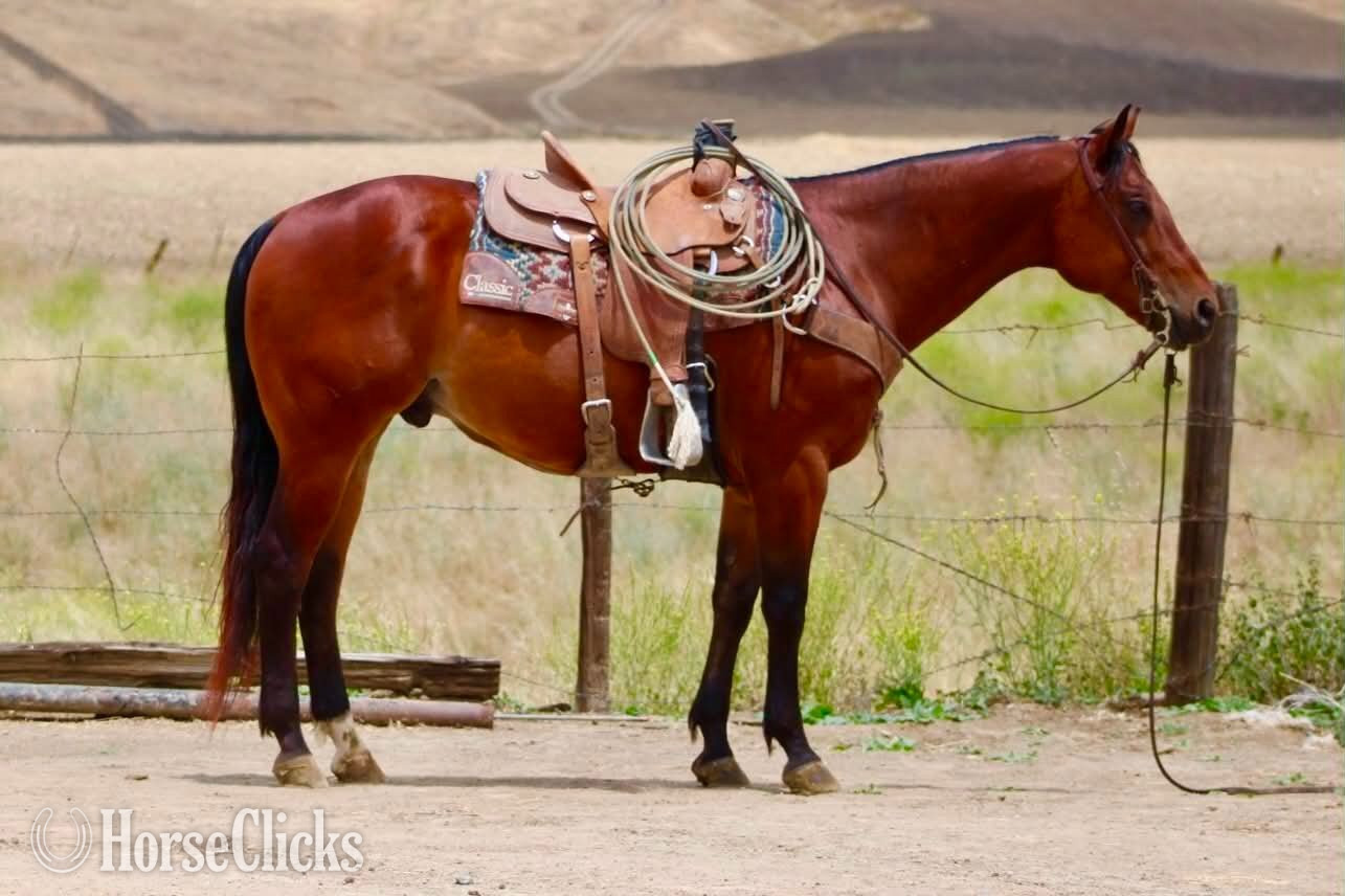 "TEXAS JACKS DOLLAR" Bay Gelding Quarter Horse