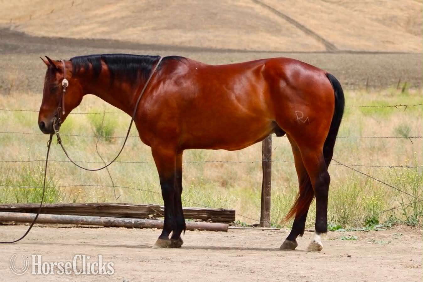 California "TEXAS JACKS DOLLAR" Bay Gelding Quarter Horse