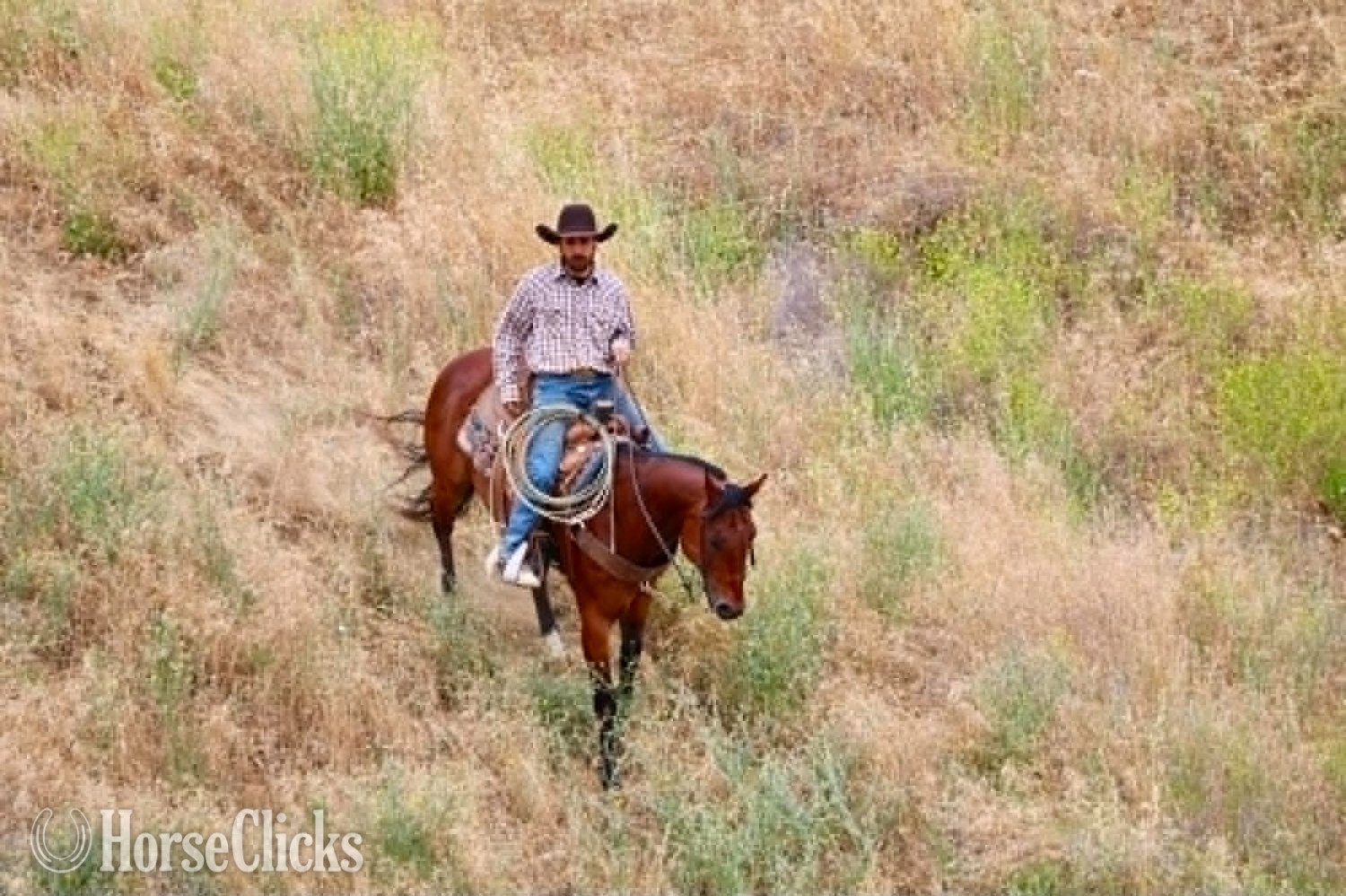 "TEXAS JACKS DOLLAR" Bay Gelding Quarter Horse - Quarter Horse