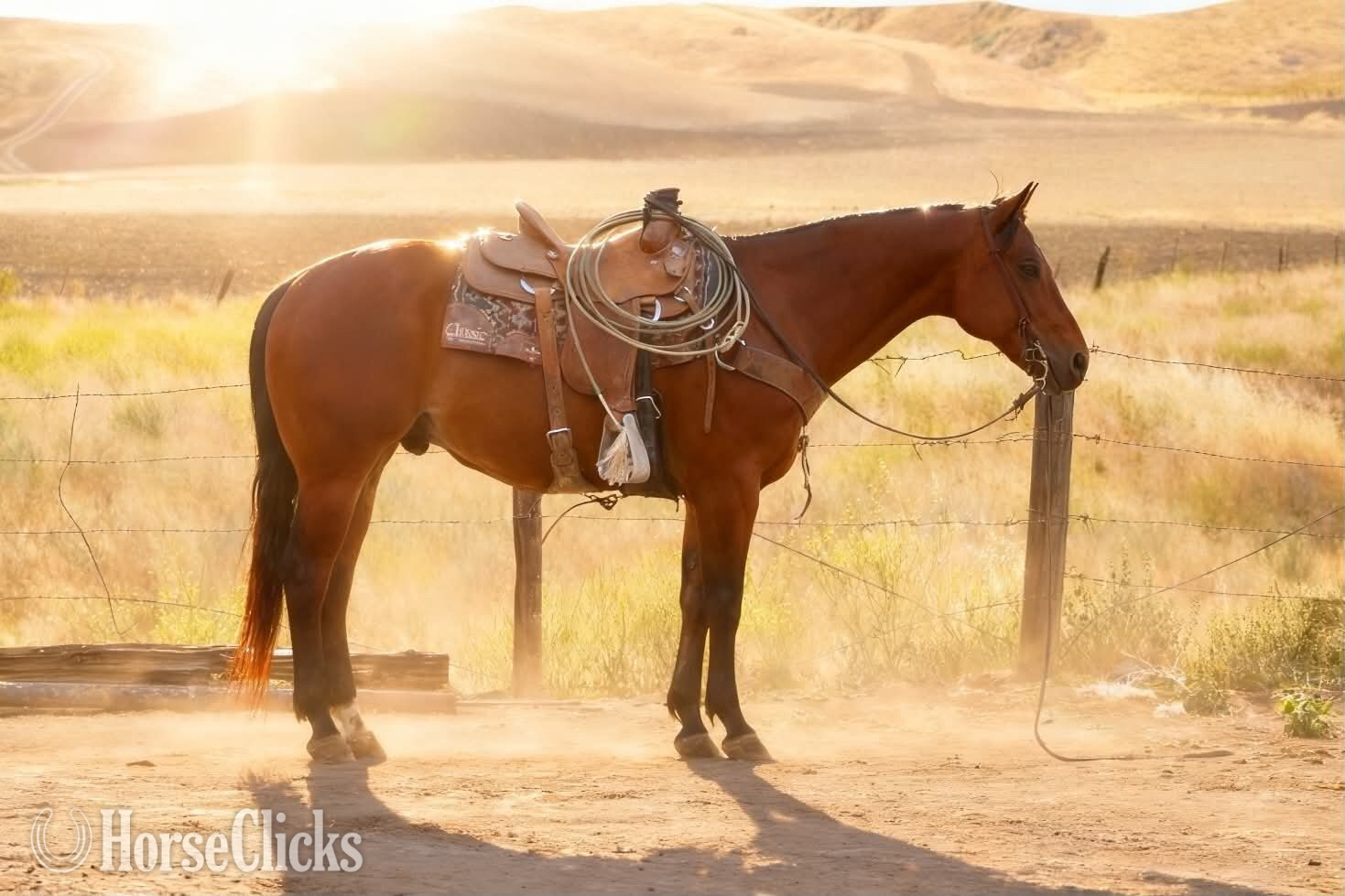 "TEXAS JACKS DOLLAR" Bay Gelding Quarter Horse California