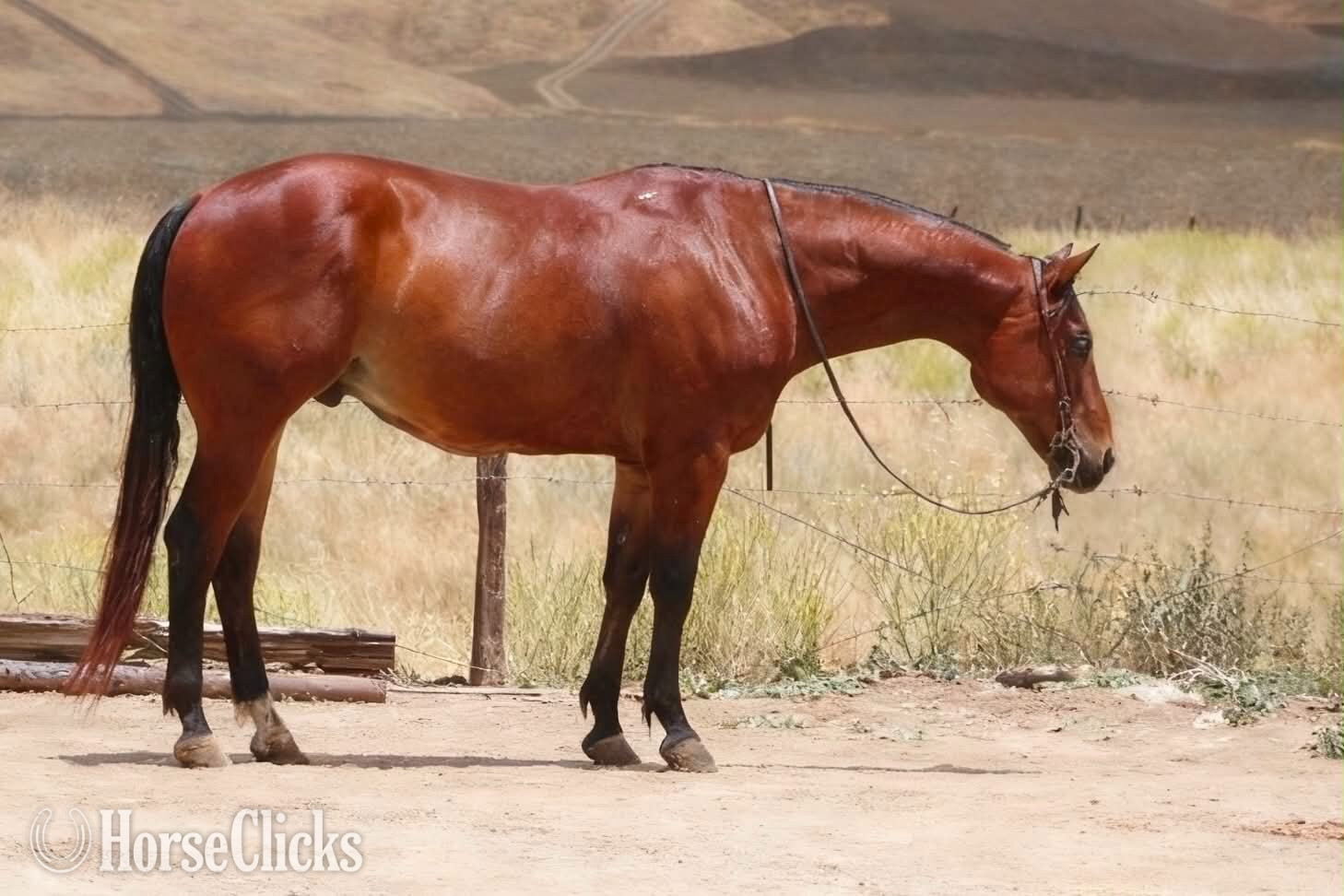 Quarter Horse - "TEXAS JACKS DOLLAR" Bay Gelding Quarter Horse in California