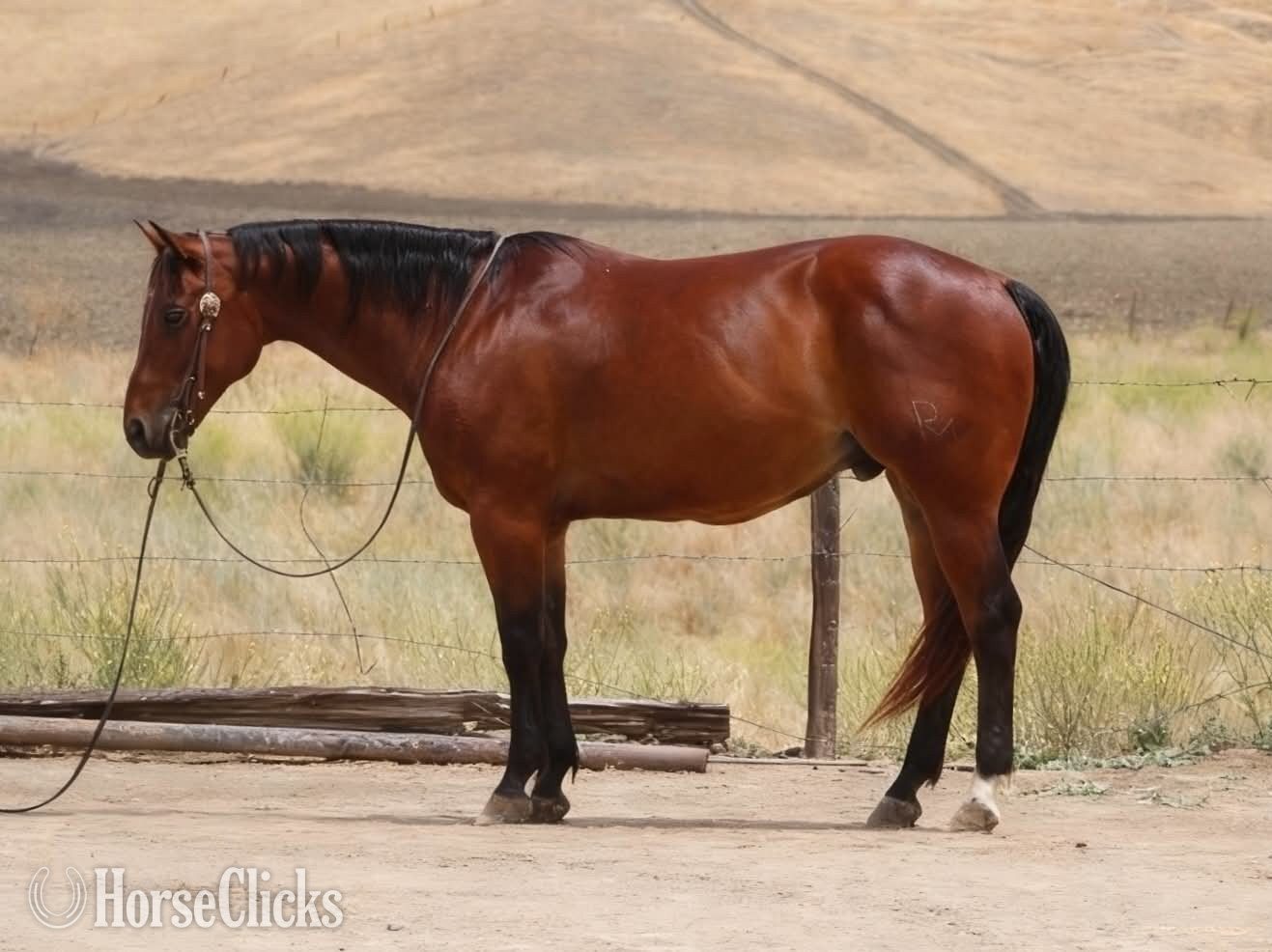 Quarter Horse - "TEXAS JACKS DOLLAR" Bay Gelding Quarter Horse