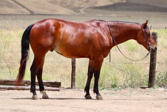 "TEXAS JACKS DOLLAR" Bay Gelding Quarter Horse