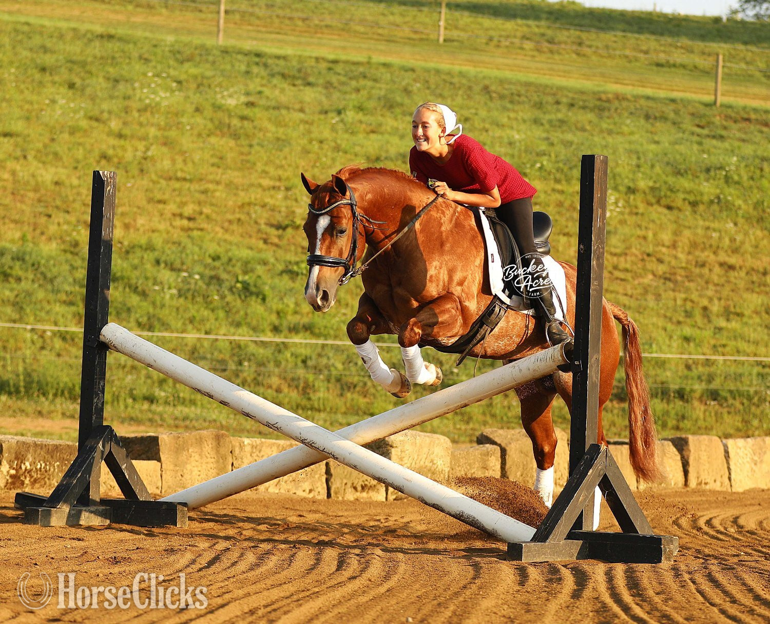 "Royal" Sorrel Gelding Quarter Horse in Ohio