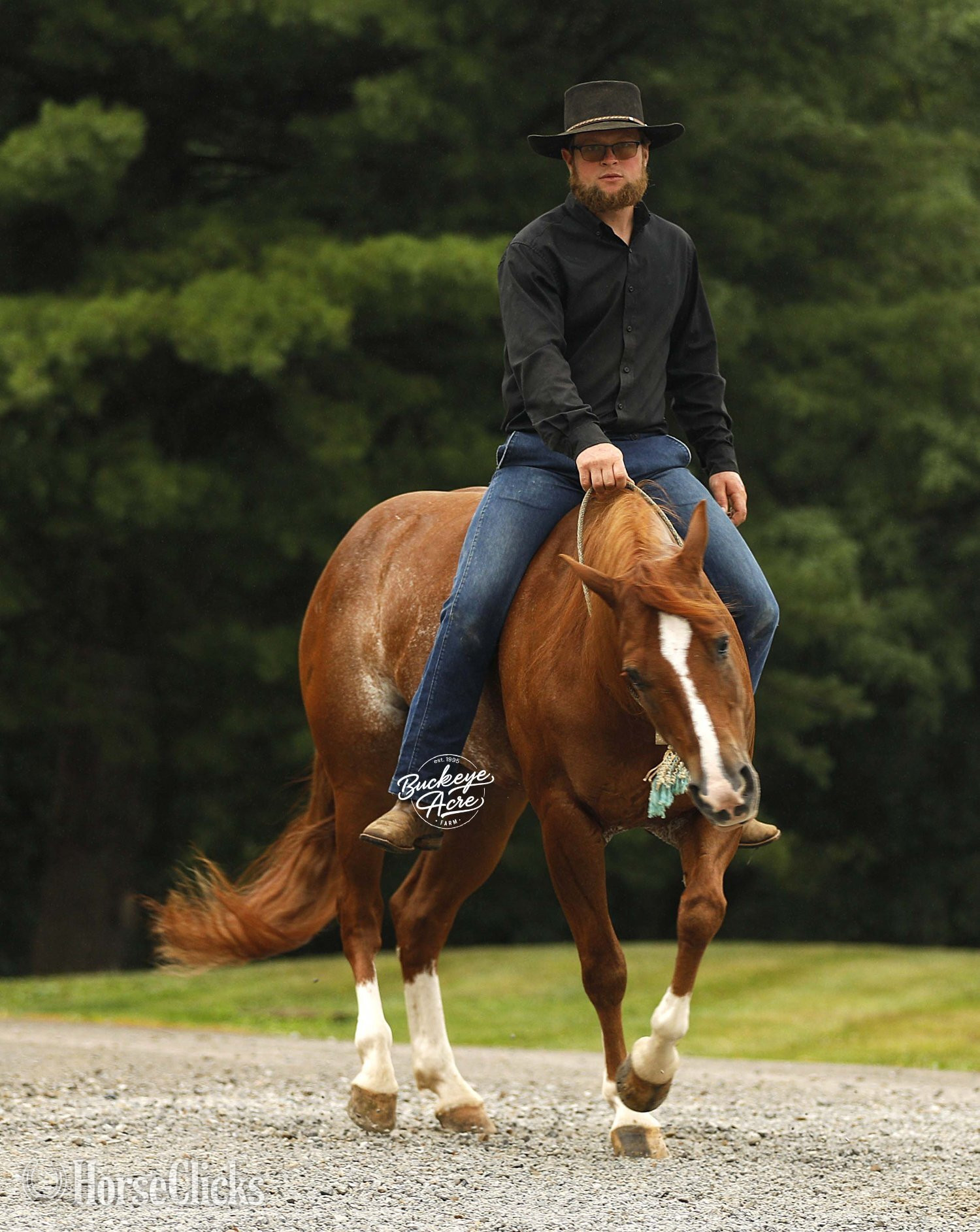 "Royal" Sorrel Gelding Quarter Horse