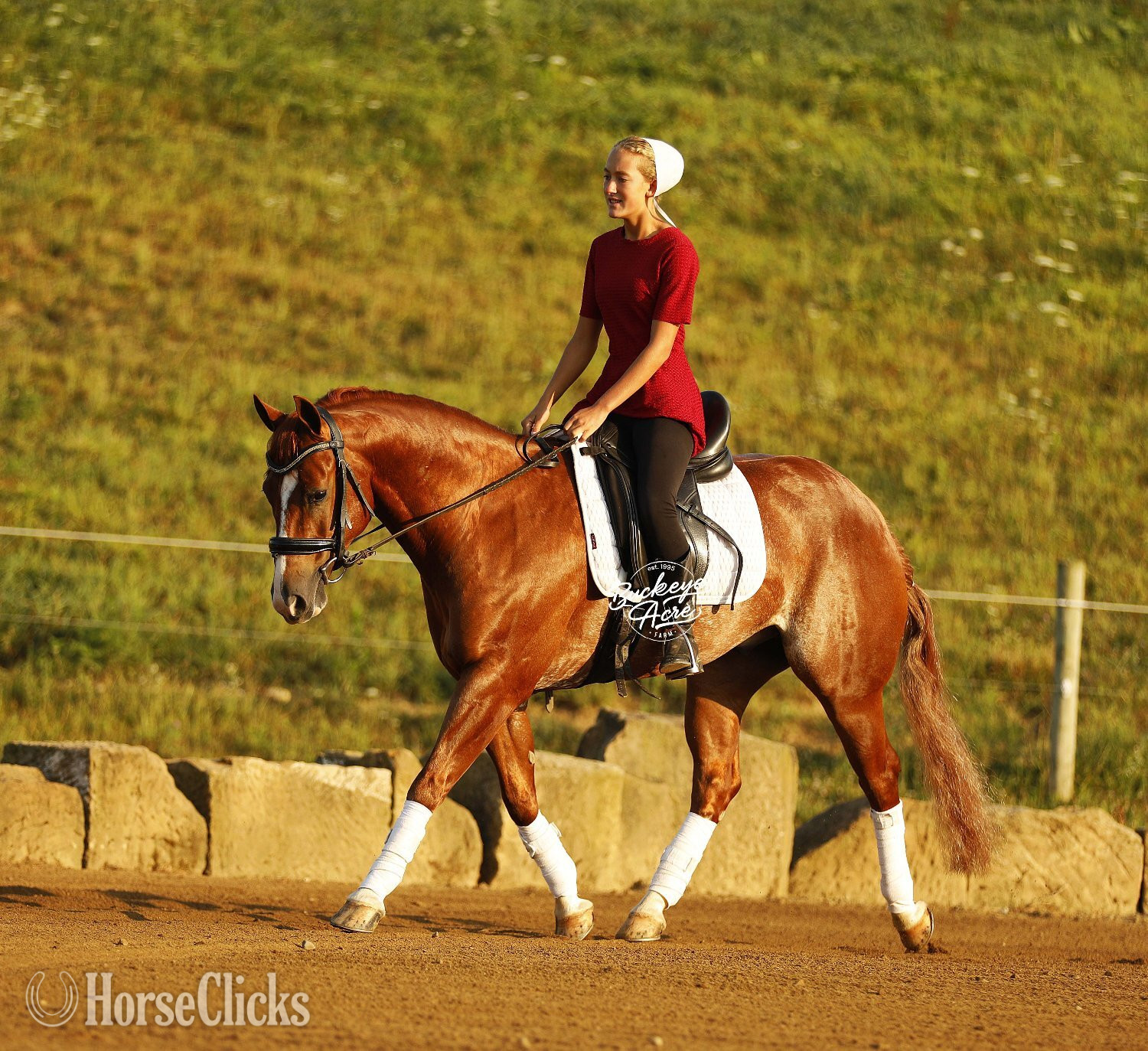 Ohio "Royal" Sorrel Gelding Quarter Horse
