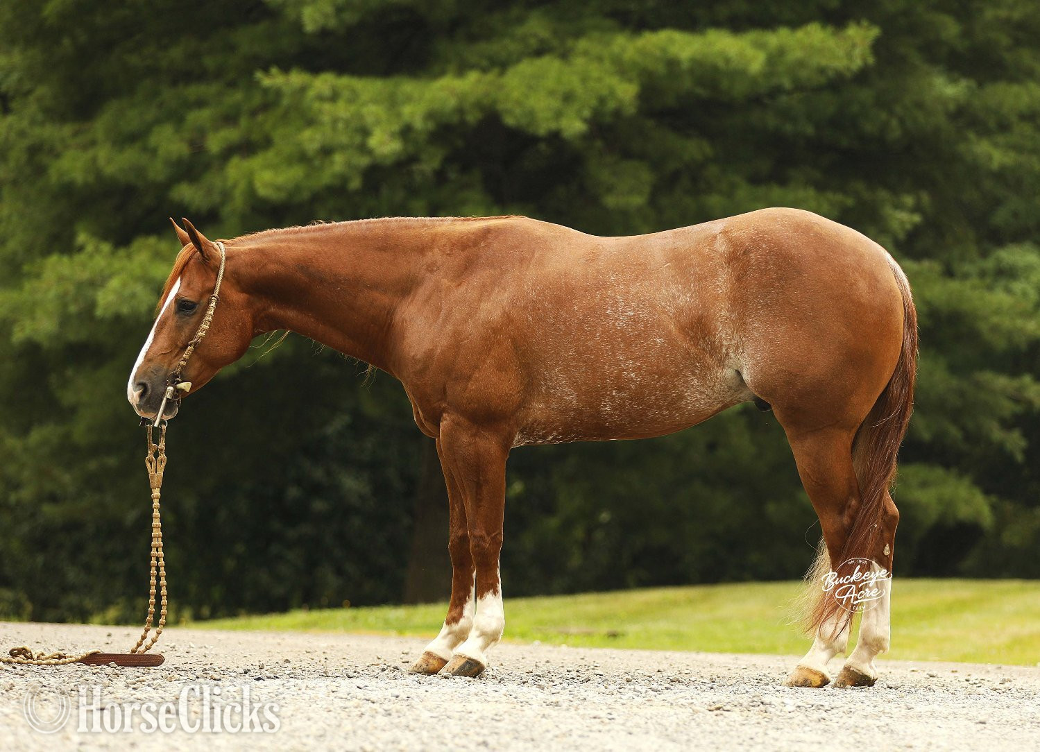 "Royal" Sorrel Gelding Quarter Horse - Quarter Horse in Ohio