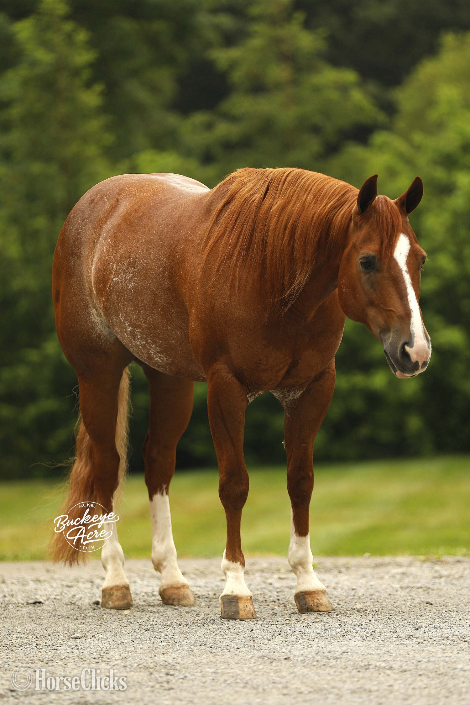 "Royal" Sorrel Gelding Quarter Horse - Quarter Horse