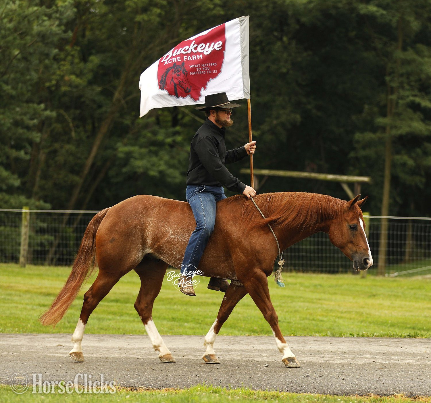 "Royal" Sorrel Gelding Quarter Horse Ohio