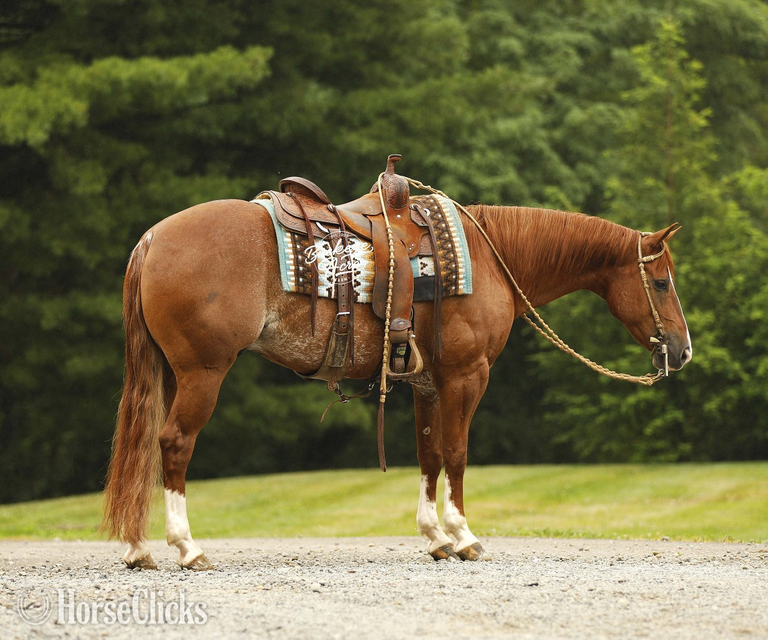 Quarter Horse - "Royal" Sorrel Gelding Quarter Horse in Ohio