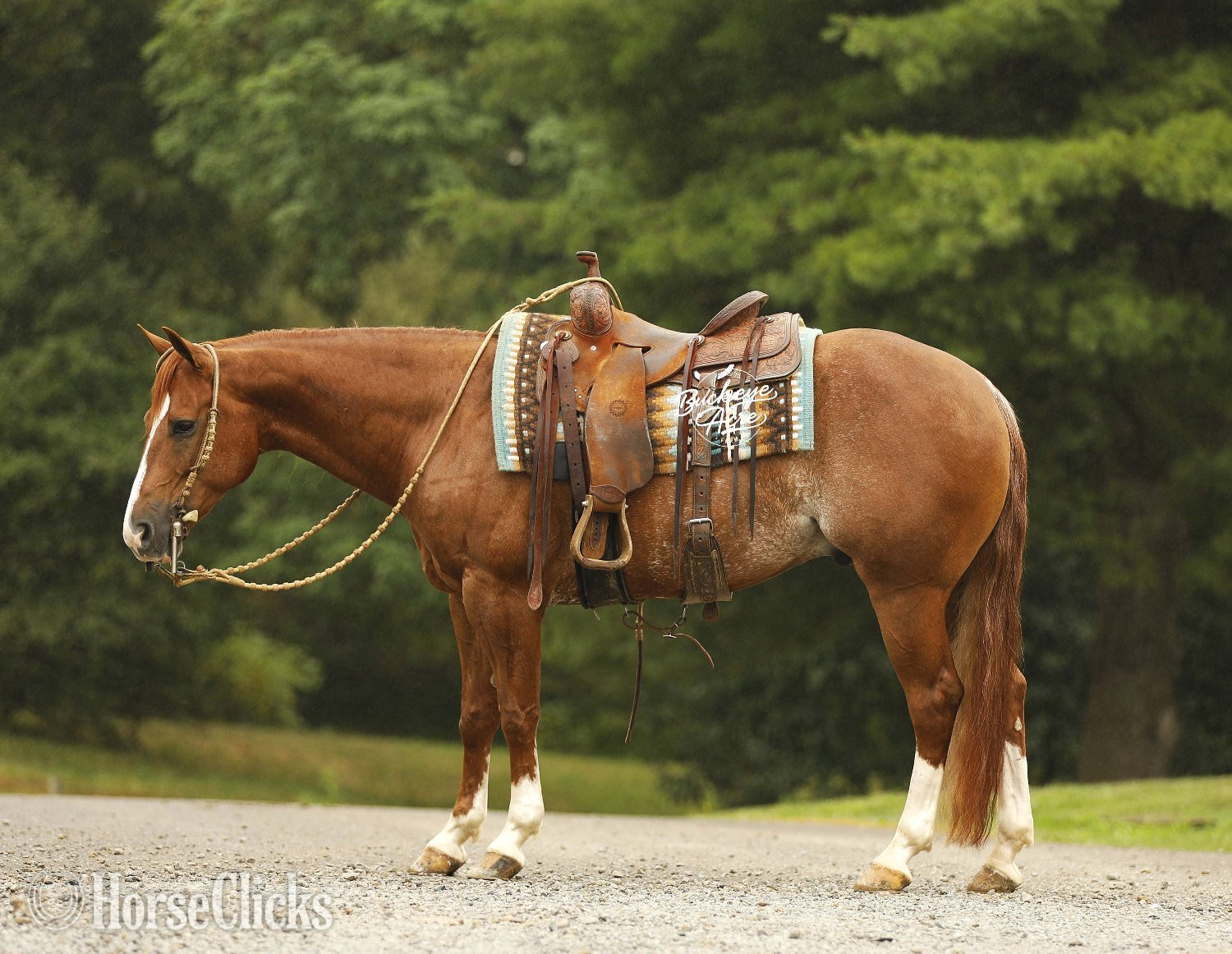Quarter Horse - "Royal" Sorrel Gelding Quarter Horse
