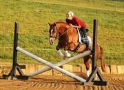 "Royal" Sorrel Gelding Quarter Horse