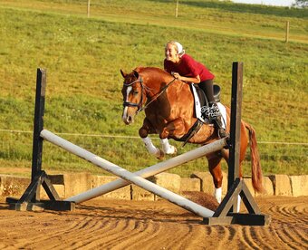 "Royal" Sorrel Gelding Quarter Horse