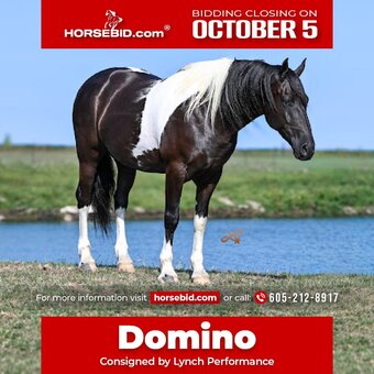 "Domino " Piebald Gelding Draft