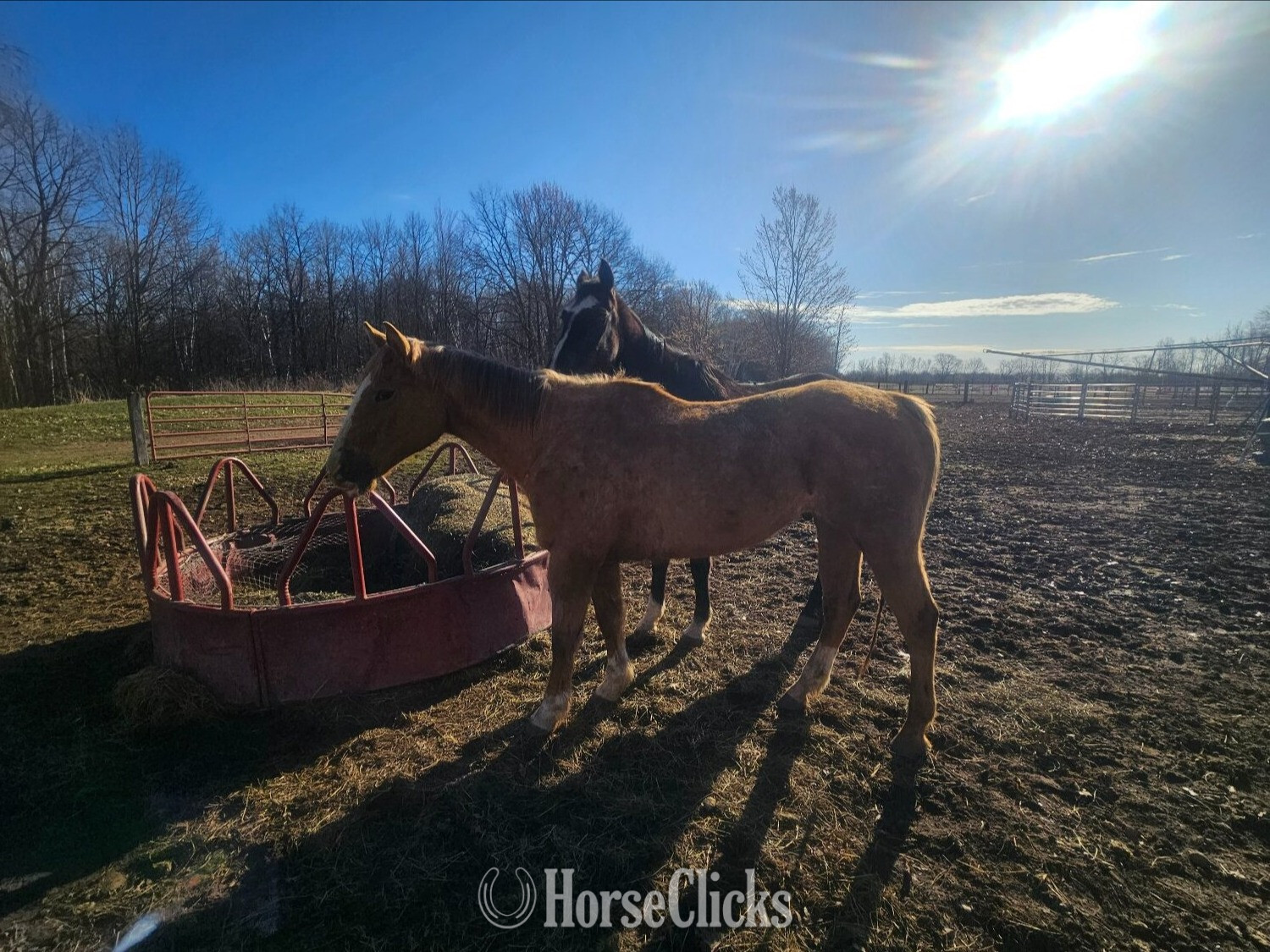 "Peanut" Dun Gelding Quarter Horse in Minnesota