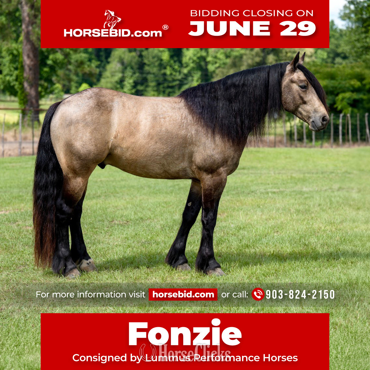 "Fonzie " Buckskin Gelding Gypsy Vanner in Texas