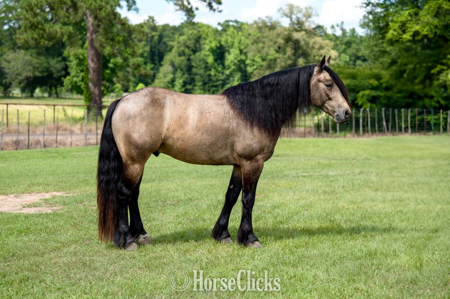 "Fonzie " Buckskin Gelding Gypsy Vanner