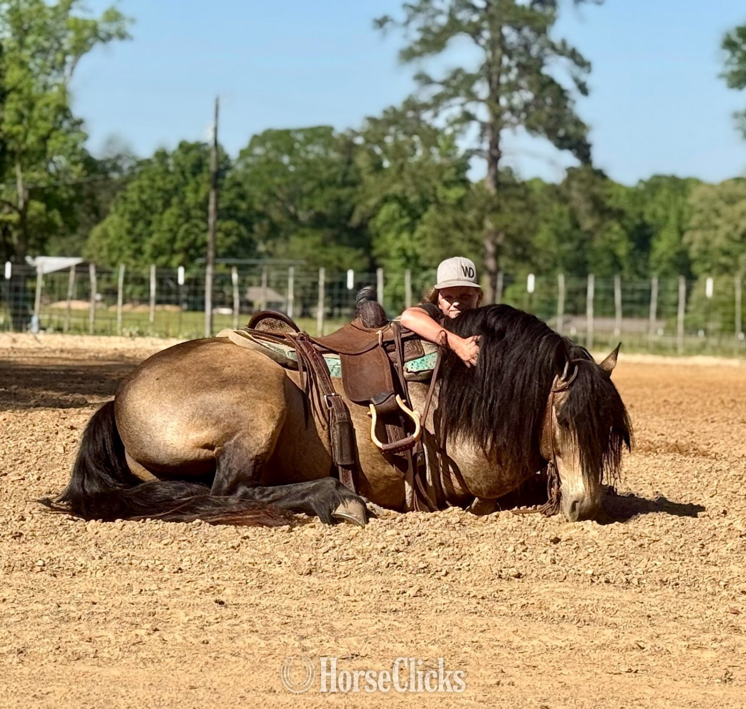 Texas "Fonzie " Buckskin Gelding Gypsy Vanner