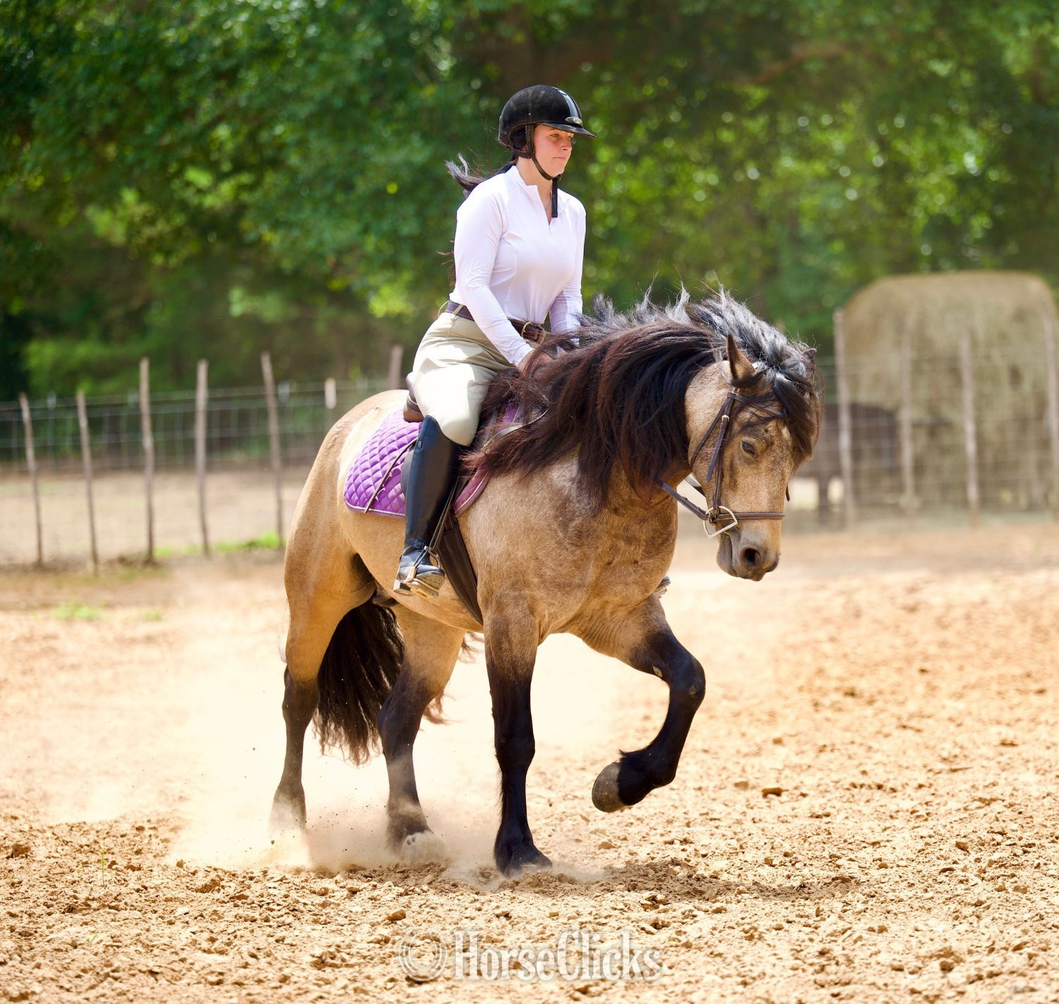"Fonzie " Buckskin Gelding Gypsy Vanner Texas